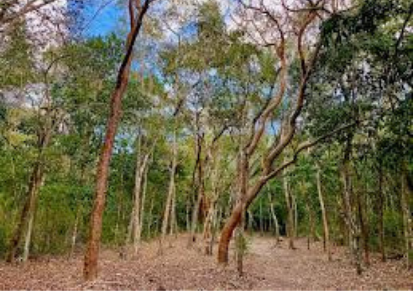Untouched jungle trees in Riviera Maya